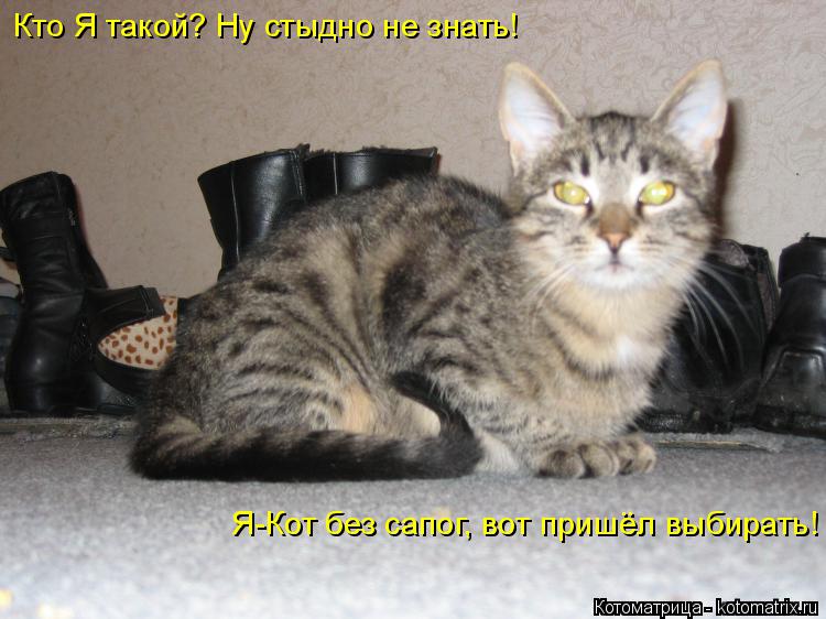 Кто Я такой? Ну стыдно не знать! Я-Кот без сапог, вот пришёл выбирать!... Котоматрица: Кто Я такой? Ну стыдно не знать! Я-Кот без сапог, вот пришёл выбирать!