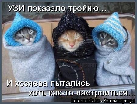 УЗИ показало тройню... И хозяева пытались хоть как-то настроиться...... Котоматрица: УЗИ показало тройню... И хозяева пытались хоть как-то настроиться...