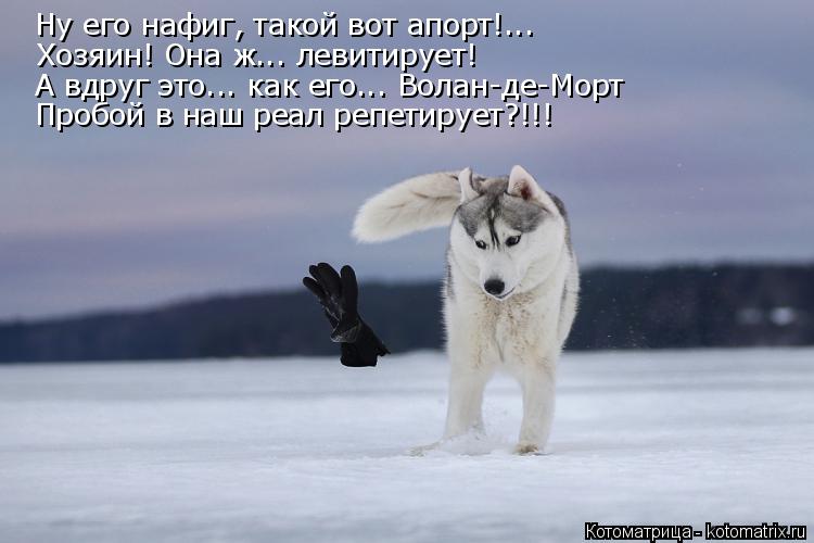 Ну его нафиг, такой вот апорт!... Хозяин! Она ж... левитирует! А вдруг это... как его... Волан-де-Мор... Котоматрица: Ну его нафиг, такой вот апорт!... Хозяин! Она ж... левитирует! А вдруг это... как его... Волан-де-Морт Пробой в наш реал репетирует?!!!