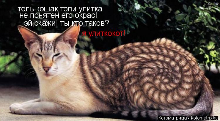 толь кошак,толи улитка не понятен его окрас! эй,скажи! ты кто таков? я улиткокот!... Котоматрица: толь кошак,толи улитка не понятен его окрас! эй,скажи! ты кто таков? я улиткокот!
