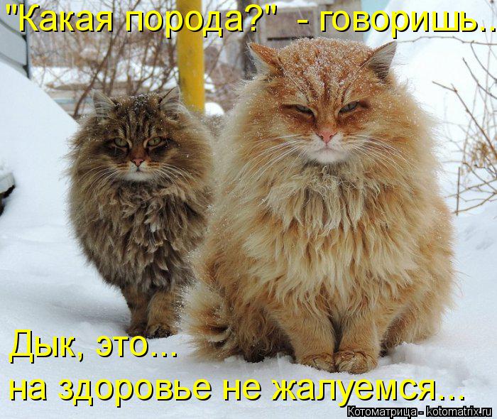 "Какая порода?" - говоришь... Дык, это... на здоровье не жалуемся...... Котоматрица: "Какая порода?" - говоришь... Дык, это... на здоровье не жалуемся...