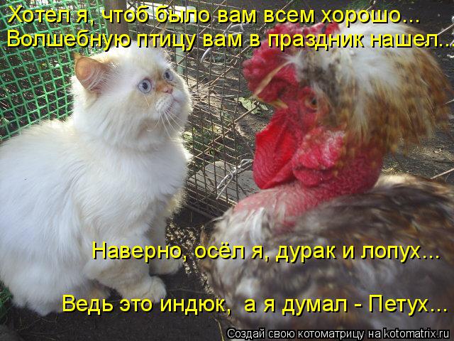 Хотел я, чтоб было вам всем хорошо... Волшебную птицу вам в праздник нашел... Наверно, осёл я, дурак ... Котоматрица: Хотел я, чтоб было вам всем хорошо... Волшебную птицу вам в праздник нашел... Наверно, осёл я, дурак и лопух... Ведь это индюк, а я думал - Петух...