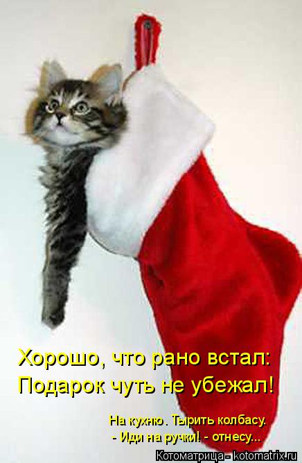 На кухню. Тырить колбасу. - Иди на ручки! - отнесу... Хорошо, что рано встал: Подарок чуть не убежал!... Котоматрица: На кухню. Тырить колбасу. - Иди на ручки! - отнесу... Хорошо, что рано встал: Подарок чуть не убежал!