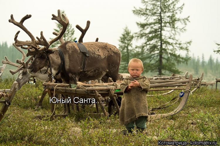 Юный Санта....... Котоматрица: Юный Санта....