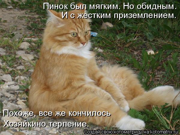 Пинок был мягким. Но обидным. И с жестким приземлением. Похоже, все же кончилось Хозяйкино терпение.... Котоматрица: Пинок был мягким. Но обидным. И с жестким приземлением. Похоже, все же кончилось Хозяйкино терпение.