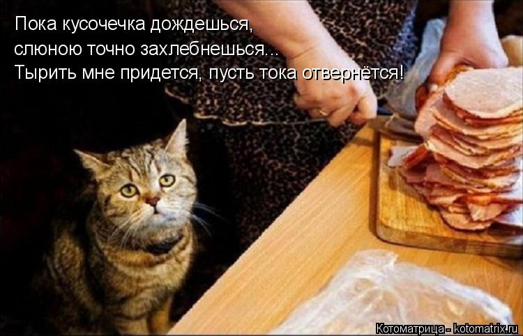 Пока кусочечка дождешься, слюною точно захлебнешься... Тырить мне придется, пусть тока отвернётся!... Котоматрица: Пока кусочечка дождешься, слюною точно захлебнешься... Тырить мне придется, пусть тока отвернётся!