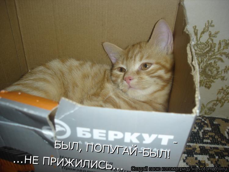 - ...НЕ ПРИЖИЛИСЬ... БЫЛ, ПОПУГАЙ-БЫЛ!... Котоматрица: - ...НЕ ПРИЖИЛИСЬ... БЫЛ, ПОПУГАЙ-БЫЛ!