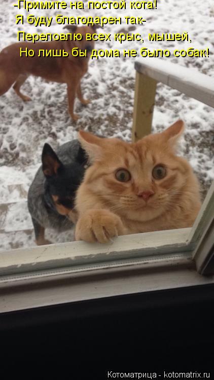 -Примите на постой кота! Я буду благодарен так- Переловлю всех крыс, мышей, Но лишь бы дома не было с... Котоматрица: -Примите на постой кота! Я буду благодарен так- Переловлю всех крыс, мышей, Но лишь бы дома не было собак!