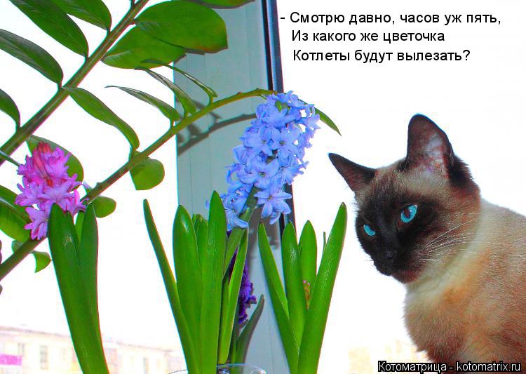 - Смотрю давно, часов уж пять, Из какого же цветочка Котлеты будут вылезать?... Котоматрица: - Смотрю давно, часов уж пять, Из какого же цветочка Котлеты будут вылезать?