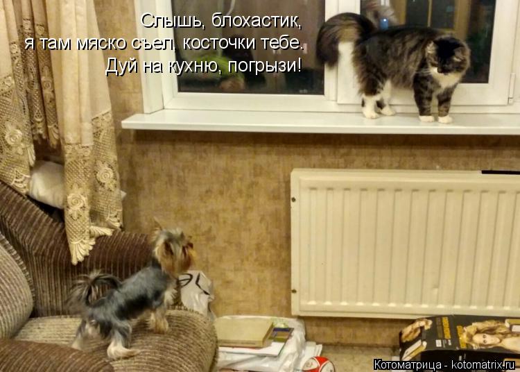 Слышь, блохастик, я там мяско съел, косточки тебе. Дуй на кухню, погрызи!... Котоматрица: Слышь, блохастик, я там мяско съел, косточки тебе. Дуй на кухню, погрызи!