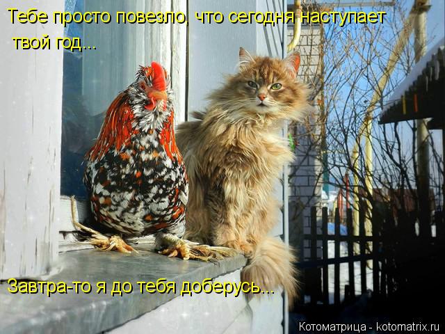 Тебе просто повезло, что сегодня наступает твой год... Завтра-то я до тебя доберусь...... Котоматрица: Тебе просто повезло, что сегодня наступает твой год... Завтра-то я до тебя доберусь...