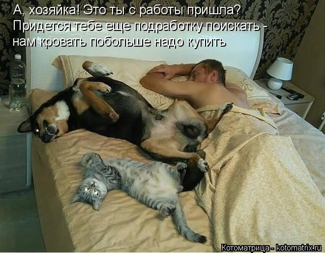 А, хозяйка! Это ты с работы пришла? Придется тебе еще подработку поискать - нам кровать побольше надо... Котоматрица: А, хозяйка! Это ты с работы пришла? Придется тебе еще подработку поискать - нам кровать побольше надо купить