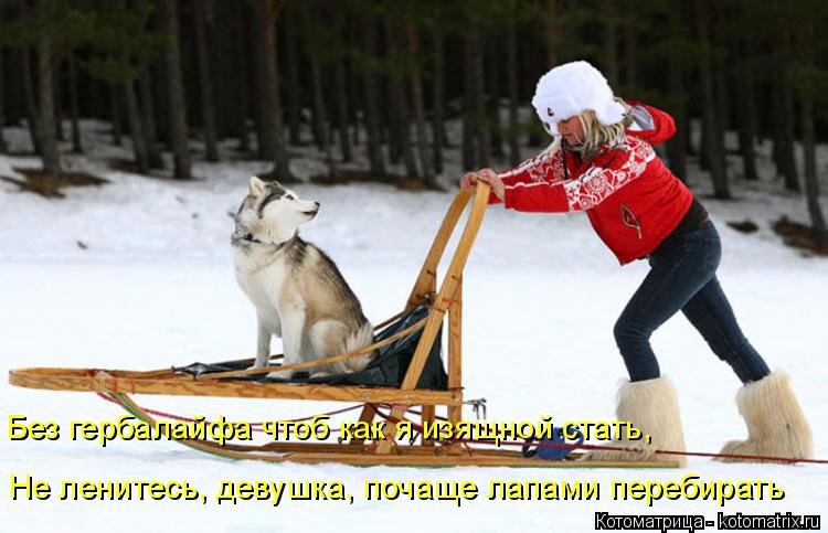 Без гербалайфа чтоб как я изящной стать, Не ленитесь, девушка, почаще лапами перебирать... Котоматрица: Без гербалайфа чтоб как я изящной стать, Не ленитесь, девушка, почаще лапами перебирать