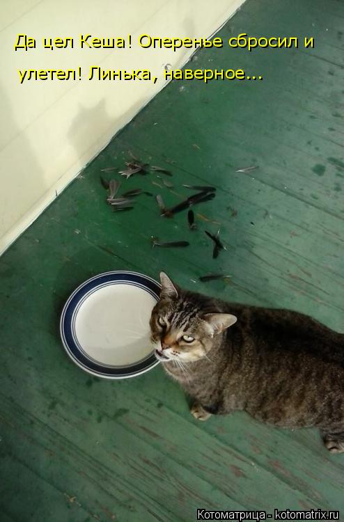 Да цел Кеша! Оперенье сбросил и улетел! Линька, наверное...... Котоматрица: Да цел Кеша! Оперенье сбросил и улетел! Линька, наверное...