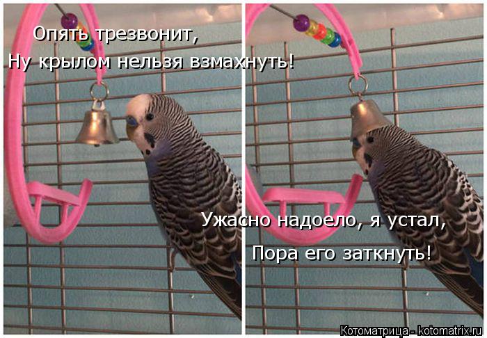 Опять трезвонит, Ну крылом нельзя взмахнуть! Ужасно надоело, я устал, Пора его заткнуть!... Котоматрица: Опять трезвонит, Ну крылом нельзя взмахнуть! Ужасно надоело, я устал, Пора его заткнуть!
