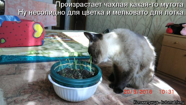 Произрастает чахлая какая-то мутота Ну несолидно для цветка и мелковато для лотка... Котоматрица: Произрастает чахлая какая-то мутота Ну несолидно для цветка и мелковато для лотка