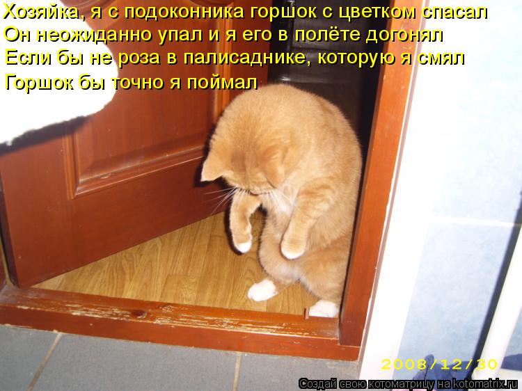 Хозяйка, я с подоконника горшок с цветком спасал Он неожиданно упал и я его в полёте догонял Если бы ... Котоматрица: Хозяйка, я с подоконника горшок с цветком спасал Он неожиданно упал и я его в полёте догонял Если бы не роза в палисаднике, которую я смял Го