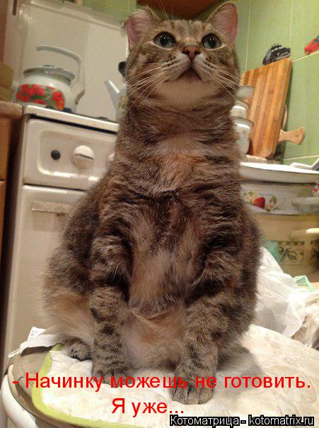 Я уже... - Начинку можешь не готовить.... Котоматрица: Я уже... - Начинку можешь не готовить.