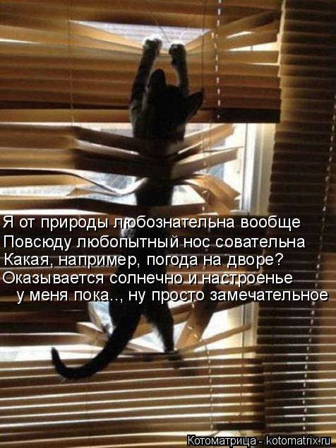 Повсюду любопытный нос совательна Какая, например, погода на дворе? Оказывается солнечно и настроенье... Котоматрица: Повсюду любопытный нос совательна Какая, например, погода на дворе? Оказывается солнечно и настроенье Я от природы любознательна вообще у