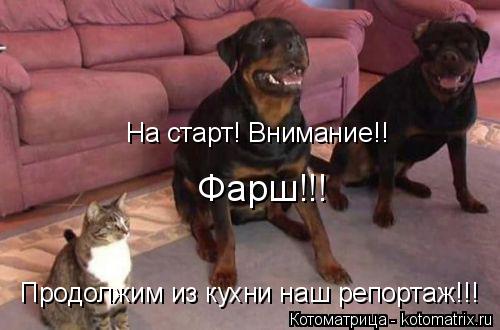 На старт! Внимание!! Продолжим из кухни наш репортаж!!! Фарш!!!... Котоматрица: На старт! Внимание!! Продолжим из кухни наш репортаж!!! Фарш!!!