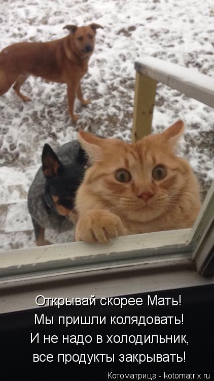 Открывай скорее Мать! Мы пришли колядовать! И не надо в холодильник, все продукты закрывать!... Котоматрица: Открывай скорее Мать! Мы пришли колядовать! И не надо в холодильник, все продукты закрывать!