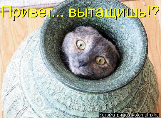 Привет... вытащишь!?... Котоматрица: Привет... вытащишь!?