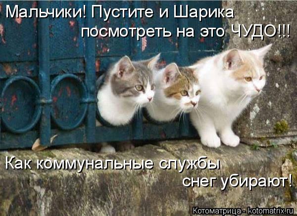 Мальчики! Пустите и Шарика посмотреть на это ЧУДО!!! Как коммунальные службы снег убирают!... Котоматрица: Мальчики! Пустите и Шарика посмотреть на это ЧУДО!!! Как коммунальные службы снег убирают!