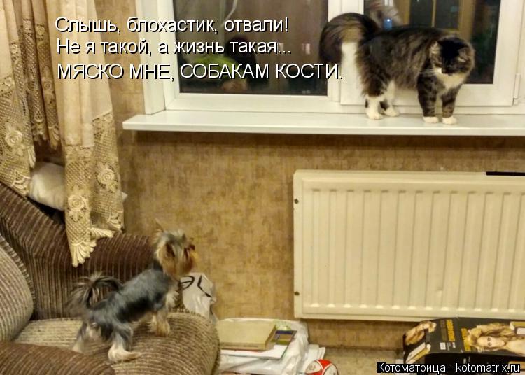 Слышь, блохастик, отвали! Не я такой, а жизнь такая... МЯСКО МНЕ, СОБАКАМ КОСТИ.... Котоматрица: Слышь, блохастик, отвали! Не я такой, а жизнь такая... МЯСКО МНЕ, СОБАКАМ КОСТИ.