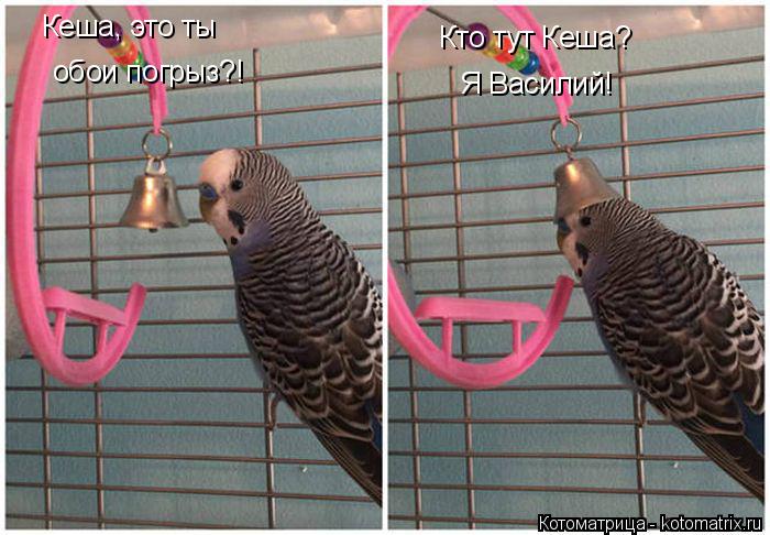 Кеша, это ты обои погрыз?! Кто тут Кеша? Я Василий!... Котоматрица: Кеша, это ты обои погрыз?! Кто тут Кеша? Я Василий!