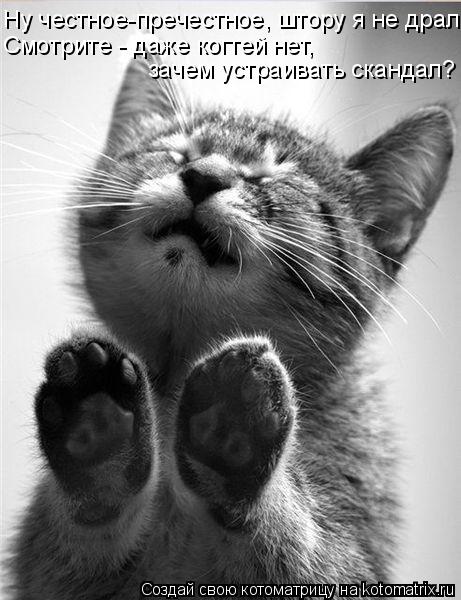 Ну честное-пречестное, штору я не драл Смотрите - даже когтей нет, зачем устраивать скандал?... Котоматрица: Ну честное-пречестное, штору я не драл Смотрите - даже когтей нет, зачем устраивать скандал?