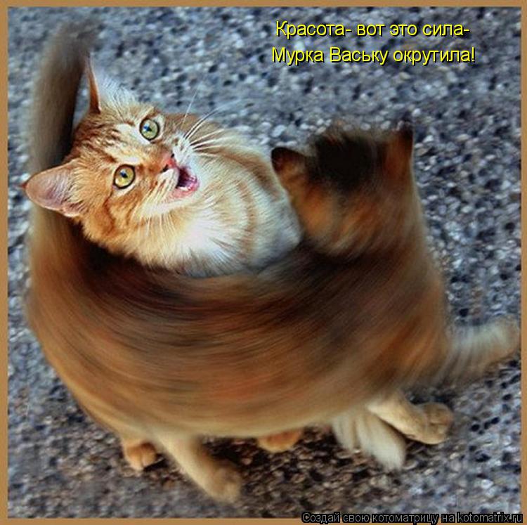 Красота- вот это сила- Мурка Ваську окрутила!... Котоматрица: Красота- вот это сила- Мурка Ваську окрутила!
