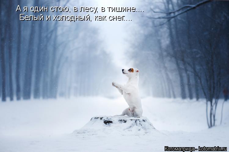 А я один стою, в лесу, в тишине.... Белый и холодный, как снег....... Котоматрица: А я один стою, в лесу, в тишине.... Белый и холодный, как снег....