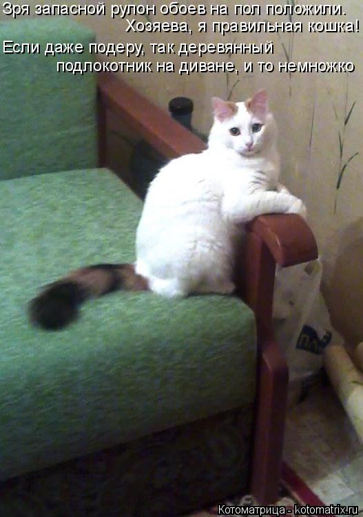 Зря запасной рулон обоев на пол положили. Если даже подеру, так деревянный Хозяева, я правильная кошк... Котоматрица: Зря запасной рулон обоев на пол положили. Если даже подеру, так деревянный Хозяева, я правильная кошка! подлокотник на диване, и то немножко