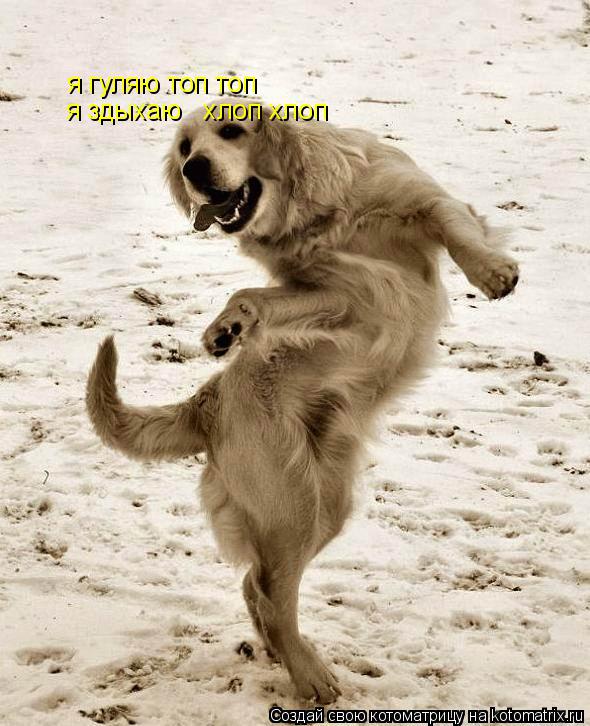 я гуляю топ топ я здыхаю хлоп хлоп... Котоматрица: я гуляю топ топ я здыхаю хлоп хлоп