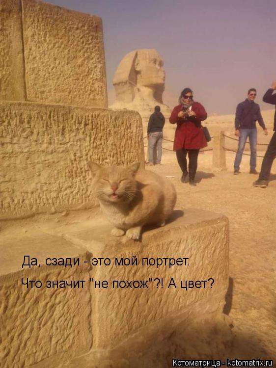 Да, сзади - это мой портрет. Да, сзади - это мой портрет. Что значит "не похож"?! А цвет?... Котоматрица: Да, сзади - это мой портрет. Да, сзади - это мой портрет. Что значит "не похож"?! А цвет?