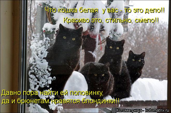 Что кошка белая у вас - то это дело!! Красиво это, стильно, смело!! Давно пора найти ей половинку, д... Котоматрица: Что кошка белая у вас - то это дело!! Красиво это, стильно, смело!! Давно пора найти ей половинку, да и брюнетам нравятся блондинки!!