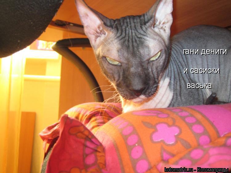 гани дениги и сасиски васька... Котоматрица: гани дениги и сасиски васька