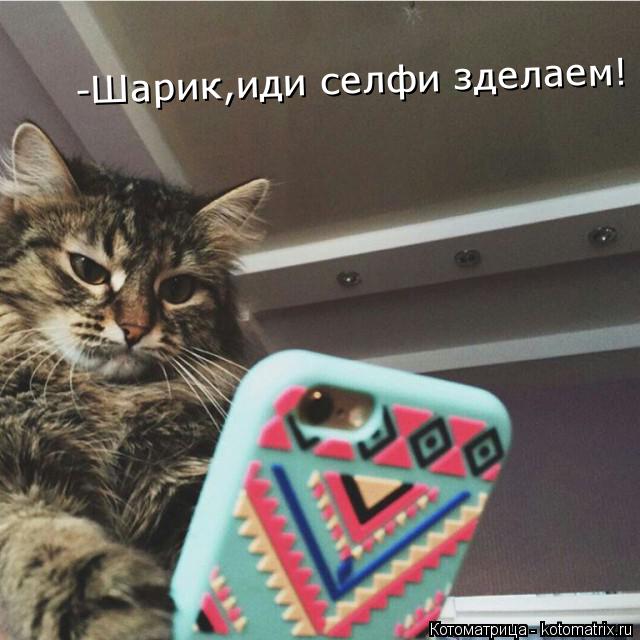 -Шарик,иди селфи зделаем!... Котоматрица: -Шарик,иди селфи зделаем!