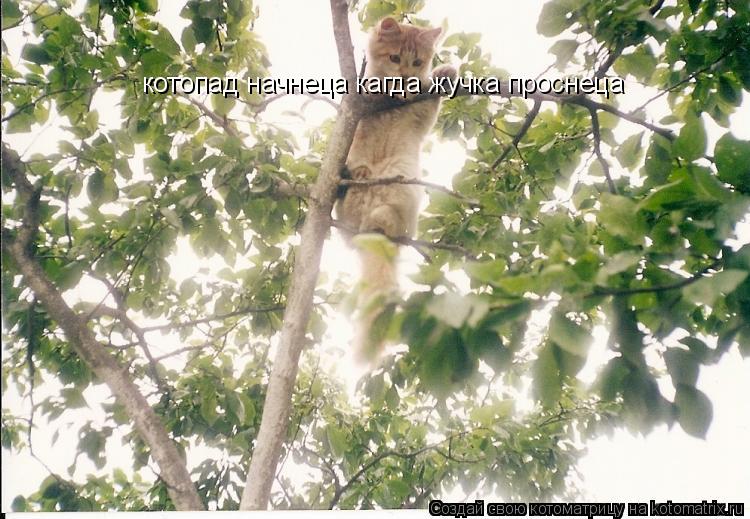 котопад начнеца кагда жучка проснеца... Котоматрица: котопад начнеца кагда жучка проснеца