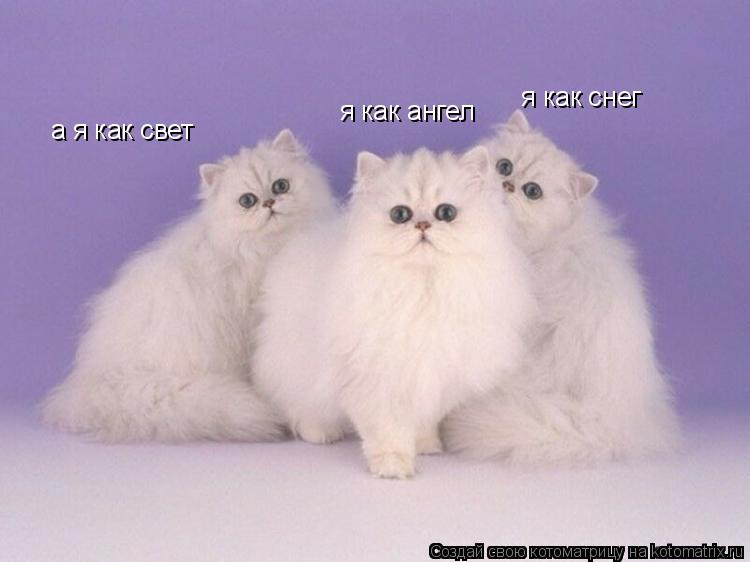 я как ангел я как снег а я как свет... Котоматрица: я как ангел я как снег а я как свет