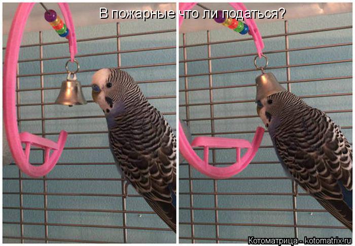 В пожарные что ли податься?... Котоматрица: В пожарные что ли податься?