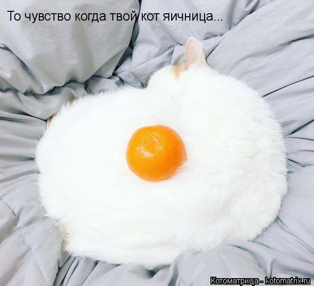 То чувство когда твой кот яичница...... Котоматрица: То чувство когда твой кот яичница...