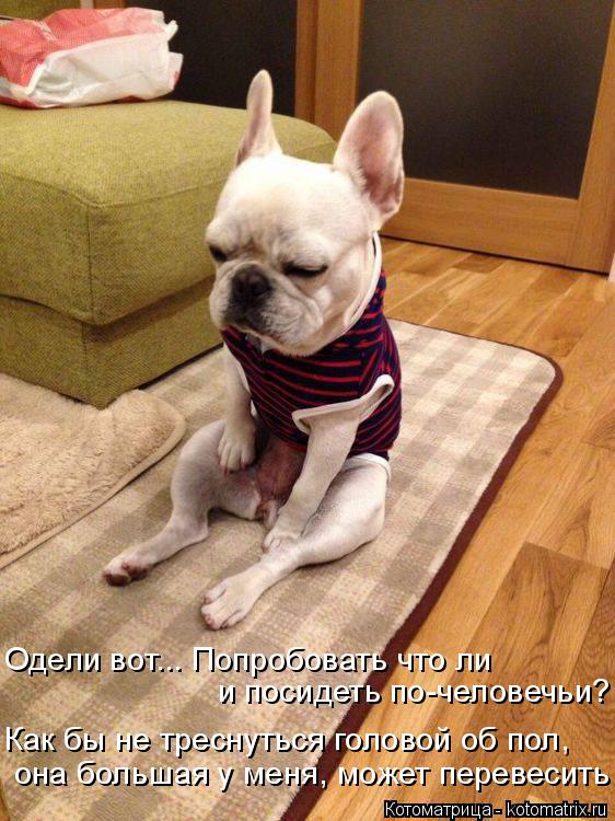 Одели вот... Попробовать что ли и посидеть по-человечьи? Как бы не треснуться головой об пол, она бол... Котоматрица: Одели вот... Попробовать что ли и посидеть по-человечьи? Как бы не треснуться головой об пол, она большая у меня, может перевесить