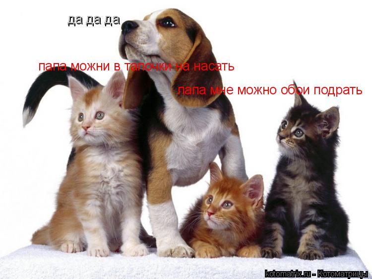 папа можни в тапочки на насать папа мне можно обои подрать да да да... Котоматрица: папа можни в тапочки на насать папа мне можно обои подрать да да да