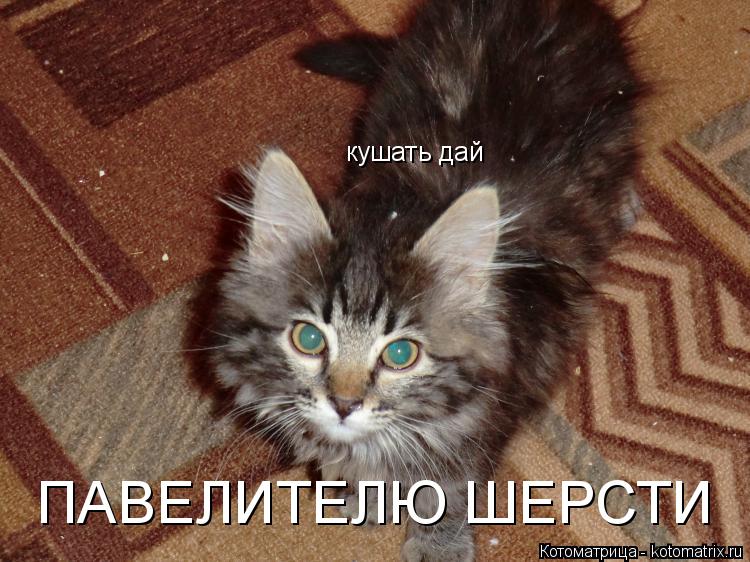 кушать дай ПАВЕЛИТЕЛЮ ШЕРСТИ... Котоматрица: кушать дай ПАВЕЛИТЕЛЮ ШЕРСТИ