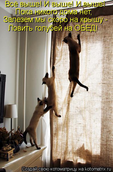 Всё выше! И выше! И выше! Пока никого дома нет, Залезем мы скоро на крышу - Ловить голубей на ОБЕД!... Котоматрица: Всё выше! И выше! И выше! Пока никого дома нет, Залезем мы скоро на крышу - Ловить голубей на ОБЕД!