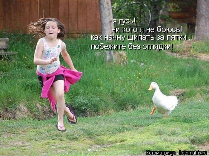 я гусь! ни кого я не боюсь! как начну щипать за пятки ... побежите без оглядки!... Котоматрица: я гусь! ни кого я не боюсь! как начну щипать за пятки ... побежите без оглядки!