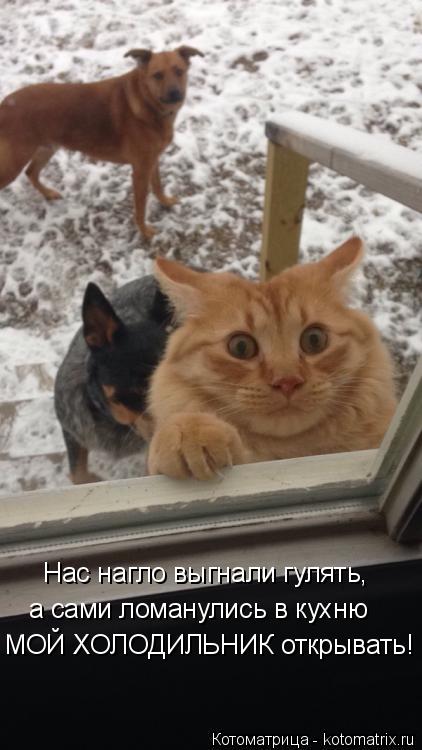 Нас нагло выгнали гулять, а сами ломанулись в кухню МОЙ ХОЛОДИЛЬНИК открывать!... Котоматрица: Нас нагло выгнали гулять, а сами ломанулись в кухню МОЙ ХОЛОДИЛЬНИК открывать!