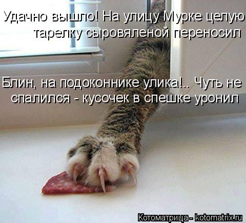 Удачно вышло! На улицу Мурке целую тарелку сыровяленой переносил Блин, на подоконнике улика!.. Чуть н... Котоматрица: Удачно вышло! На улицу Мурке целую тарелку сыровяленой переносил Блин, на подоконнике улика!.. Чуть не спалился - кусочек в спешке уронил