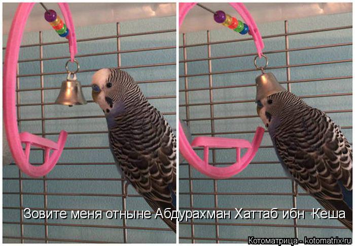 Зовите меня отныне Абдурахман Хаттаб ибн Кеша... Котоматрица: Зовите меня отныне Абдурахман Хаттаб ибн Кеша